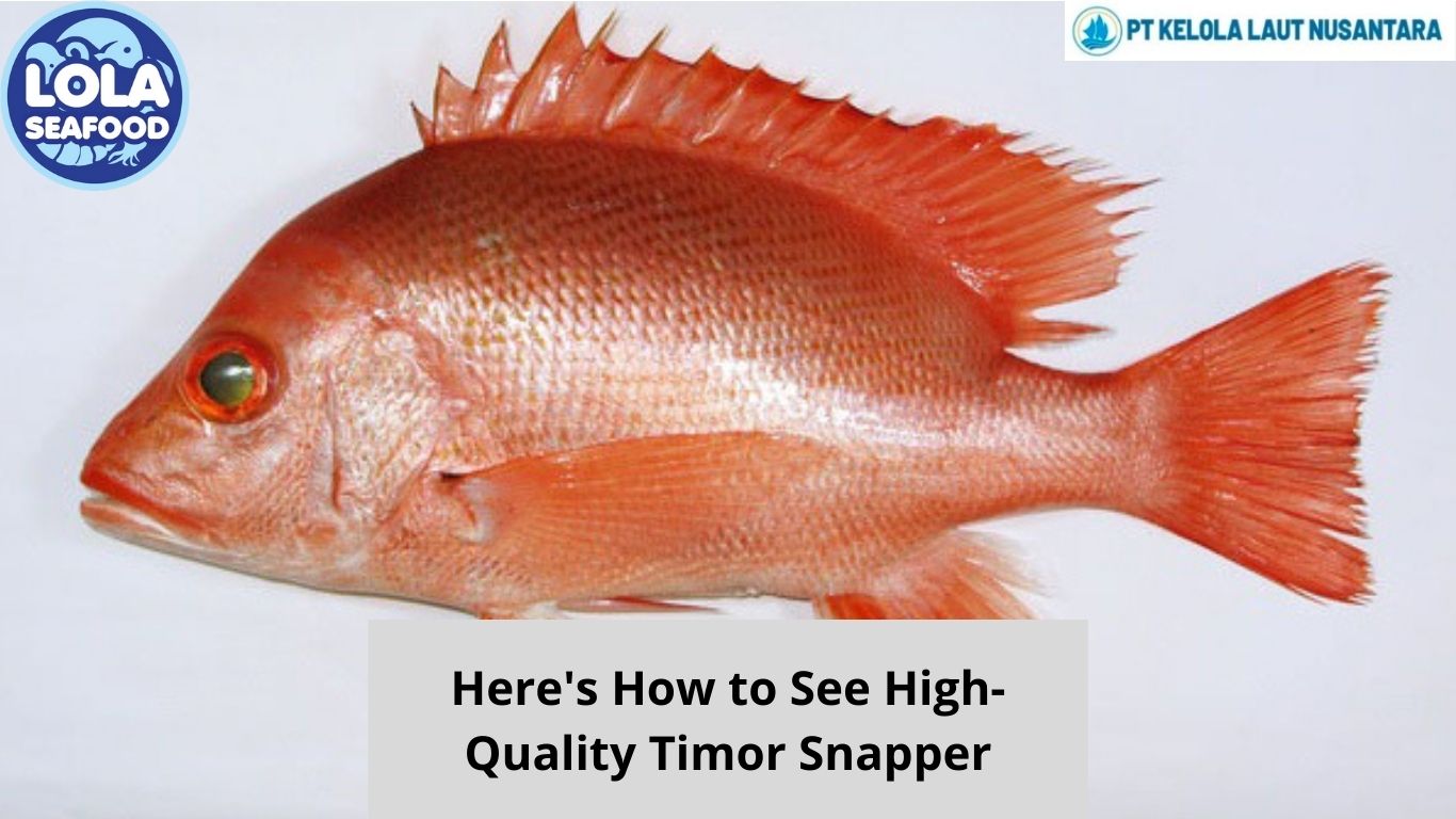 Here's How to See High-Quality Timor Snapper